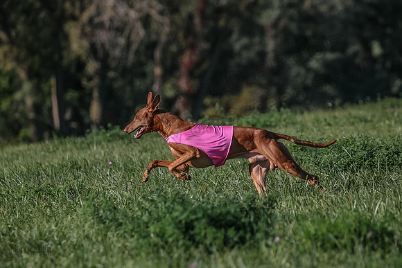 1 Prelims Vet 1 Precious Cayper Copper-4364