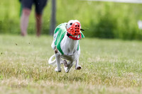 Puppy, Gambit-1595