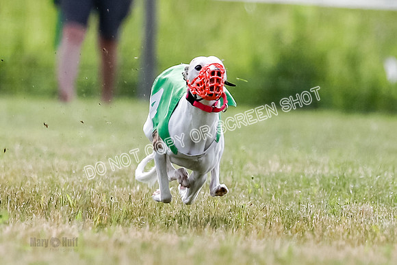 Puppy, Gambit-1595