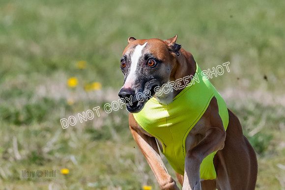 Prelim, Rocky Shimmy Zed-2418