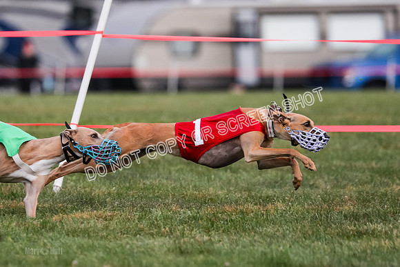 Prg 1, race 8, Toodles Victor Stone Rasta-0744
