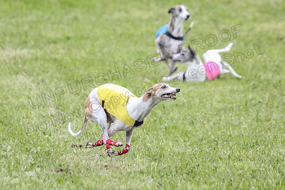 Prelim Veterans 2, Brag Nellie Herk-0118