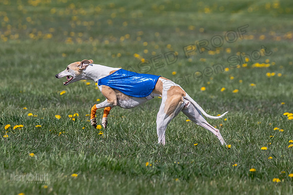 1Prelims Specials B4 Sprig Frankie Flower-1512