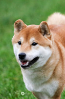 Shiba 2