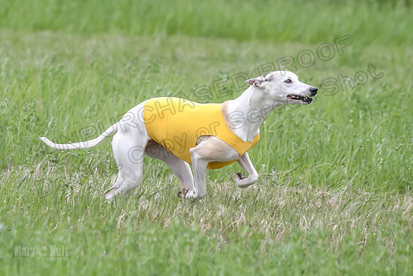 Finals Fch Flare Huxley Buttercup-8881