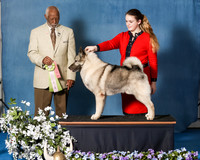 Elkhound 2020-1171