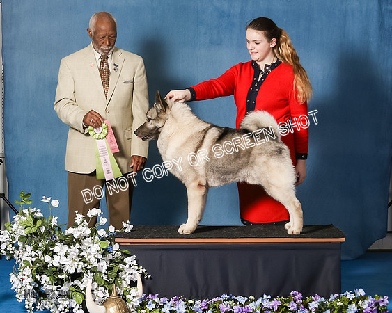 Elkhound 2020-1171