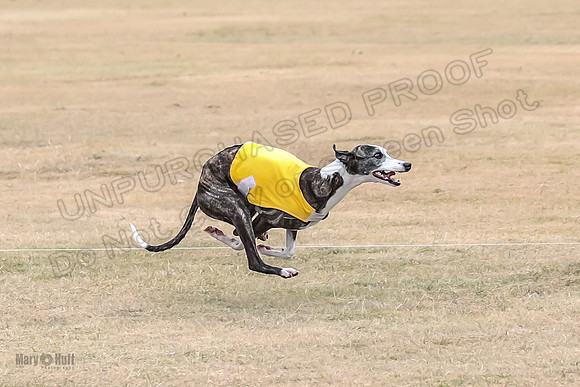 1Prelim Open 4 Kashi Rigel-3097