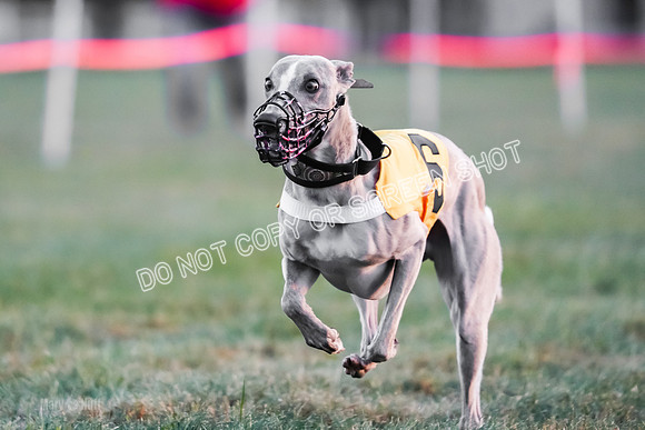 Prg 1, Race 6, Spud Fame Wwwanda Blitz Dazzle Rory, One Photo Camera Malfunction-9052