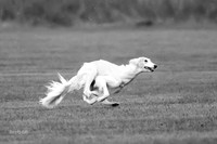 Prelim Open Silken-0389-2