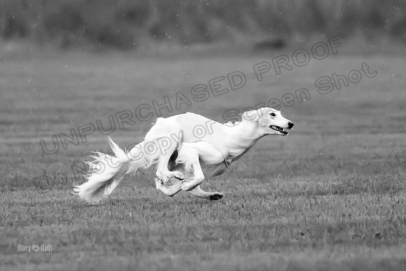 Prelim Open Silken-0389-2