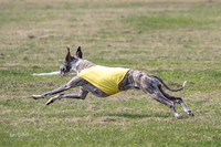 prelims Fch-Vet Arrow Wilson-7656