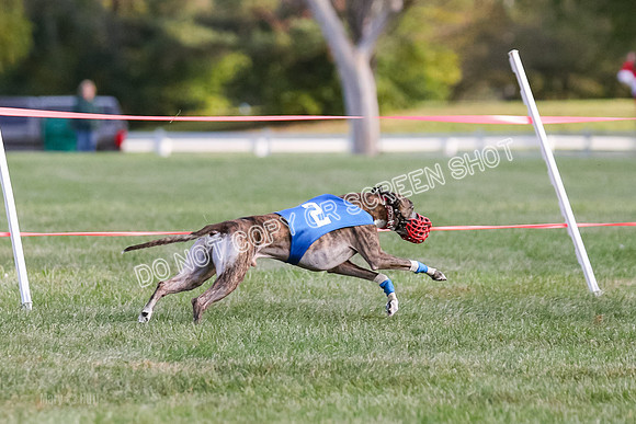 Prg 1, race 3, Dandylion Moki Elevenes Shelby-0632