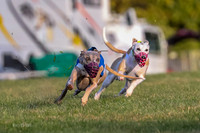 Prg 1, race 1, Arrow Blitz Rosie Floyd-0559