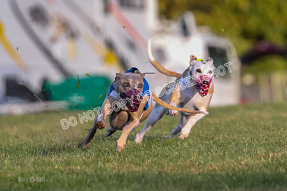 Prg 1, race 1, Arrow Blitz Rosie Floyd-0559