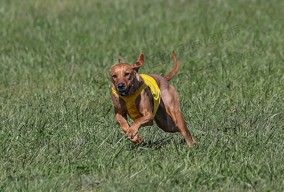 2 Finals Open 1 Rein Pepper Ash-7395