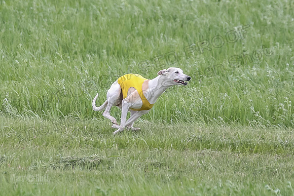 1 Prelims Fch 1 Flaare Cooper Buttercup-8247