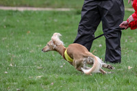 Saluki