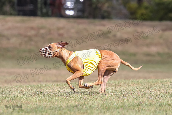 Finals 1 Open Kinky Rein-8159