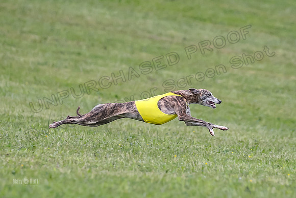 Prelim Open E3, Siren Martini Bee-9102