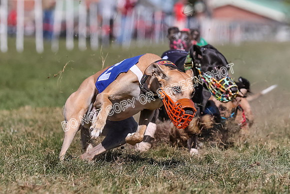 Prg 4, Race 5, Rasta Cammie Warrior Grim Buckwheat-0218