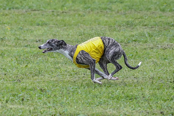 Prelim Fch 1,  Prim Shelby Ember-5189