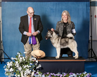 Elkhound 2020-1108
