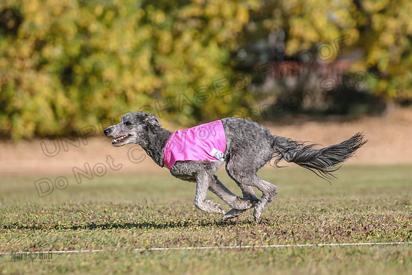 Ellie-4505