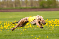 Greyhound