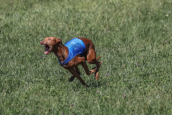2 Finals Vet 1 Precious Copper Cayper-7251