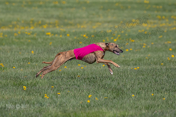 1Prelims Specials A3 Carie Wik Chiffon-1255