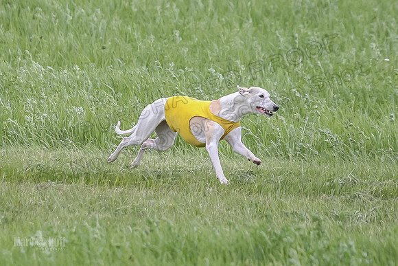 1 Prelims Fch 1 Flaare Cooper Buttercup-8248