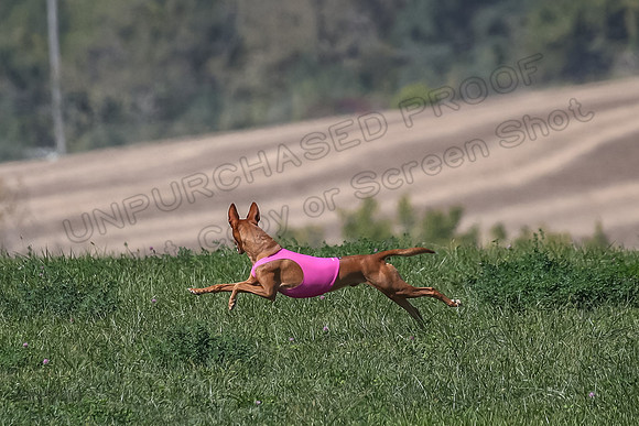 2 Finals Vet 1 Precious Copper Cayper-7281