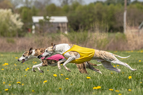 Finals Specials A4 Mica Carnie Marlee-4353