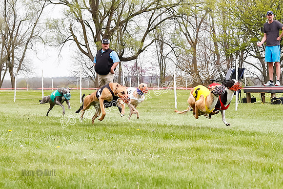 WRA, Prg 4, Race and 8, Pico CC Whammy Jubilee Tanooki Cheetah-9396