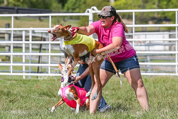 Prelim, Veteran 2, Dawn, Diva-8872