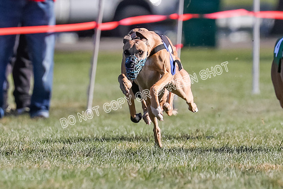 Prg 1, Race 19, Picanha Nibbles Cutter Tanooki Cheetah-9302