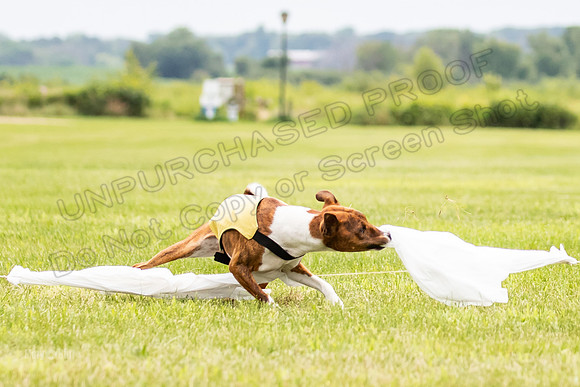 Finals Basenji-1428