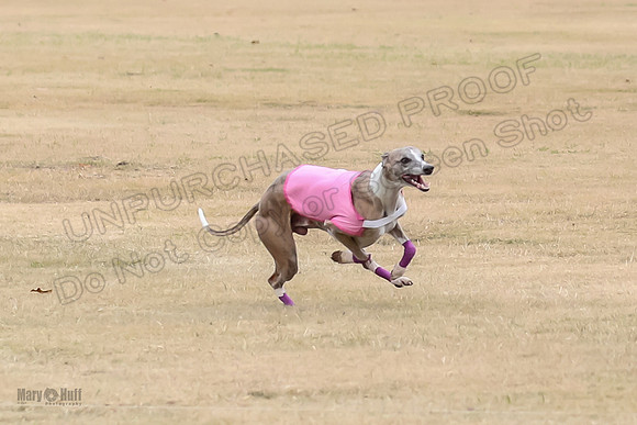 1Prelim Open 4 Kashi Rigel-3092
