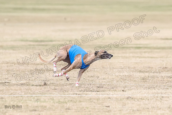 1Prelim Open 3 Eggsy Trixie Treble-3009