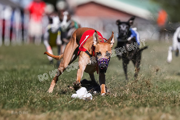 Prg 4, Race 2, Red Tipa Watson Sprig Carney-0081