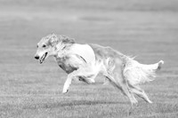 Open Prelim 2, Masquerade Freebie-0534-2