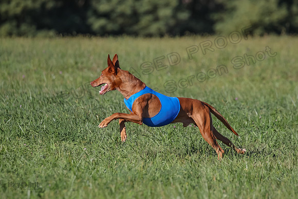 1 Prelims Vet 1 Precious Cayper Copper-4358