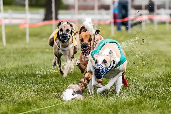 WRA, Prg 2, Race 12, Bookie Joplin Rogue Chase Jigsaw Rum-9066