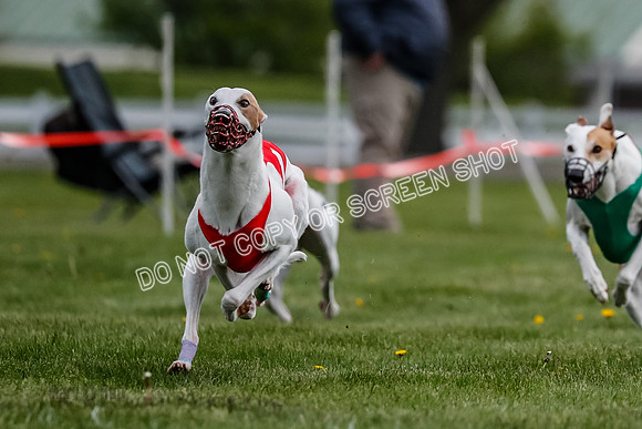 WRA, Prg 1, Race 2, Dash, Reas Mika Buzzsaw Moonstruck Elvis-8263