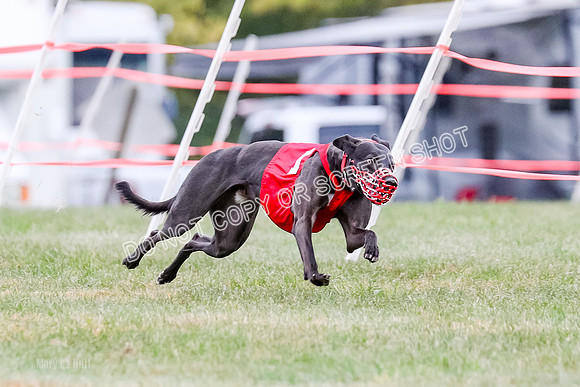 Prg 1, Race 16, Carl Maybe Bookie Sealli-0966-2