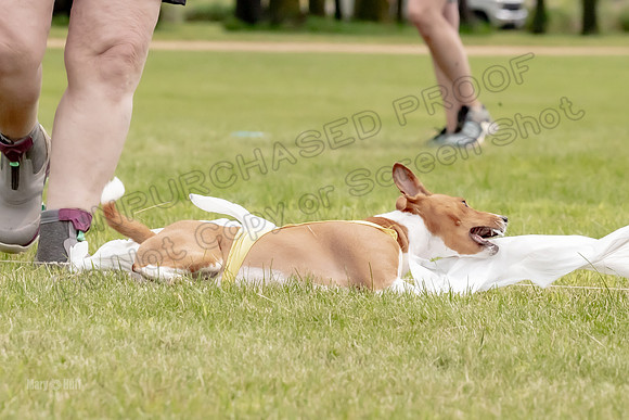 Finals Basenji-1378