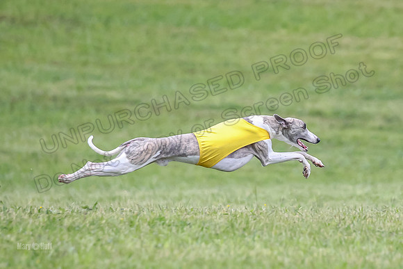 Prelim Open F4, Cosmo Damsel Archer-9363