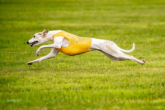 Prelims Fch-Vet 2, Flare Huxley-0373