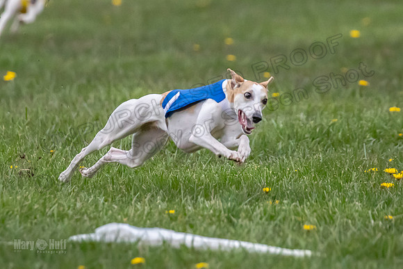 1 Prelim Open B1 Pearl Riptide Flower-6315
